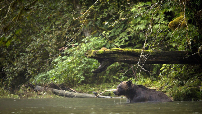 Grizzly on island is safety risk, cannot be relocated, B.C. conservation officers say